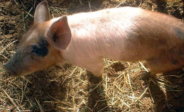 Questions about potbelly & farm pig butchering and size - Pigs