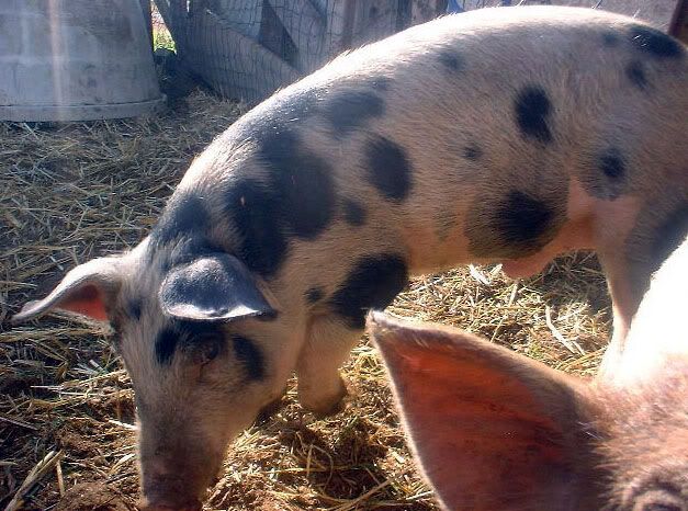 Questions about potbelly & farm pig butchering and size - Pigs