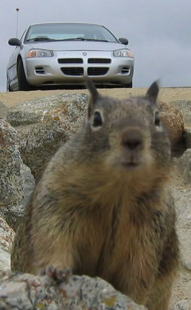 squirrel