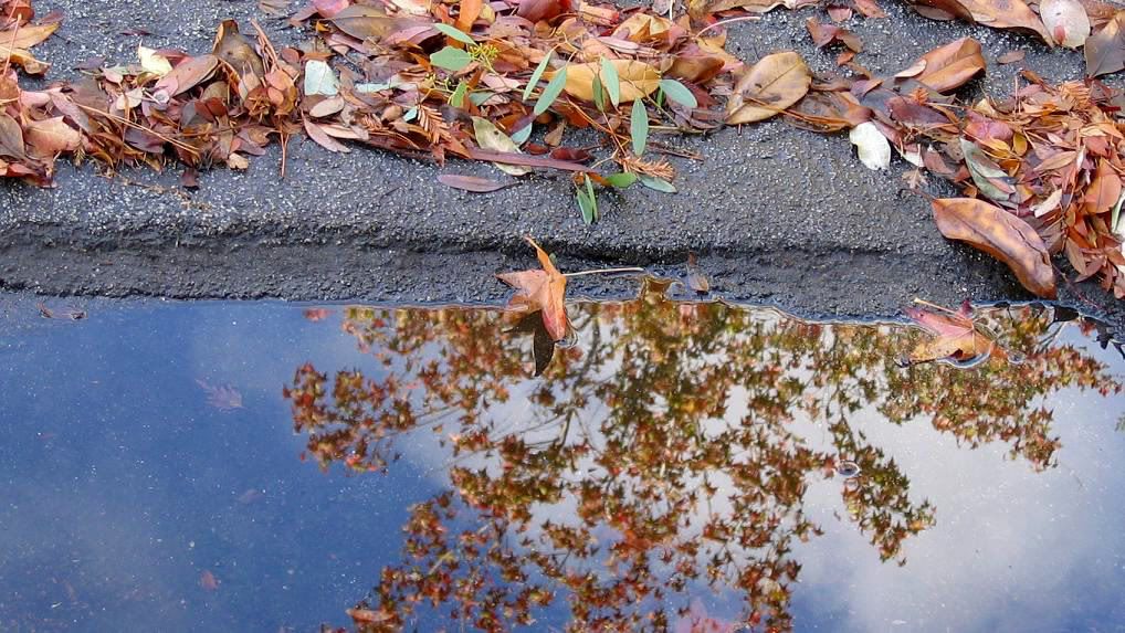 fallen leaves