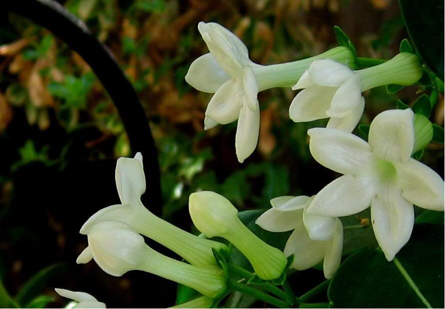 Madagascar Jasmine