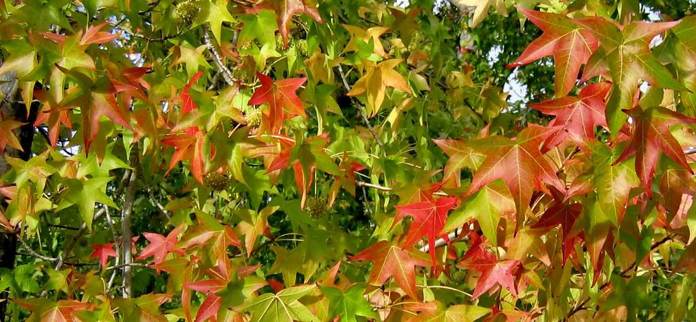 maple leaves