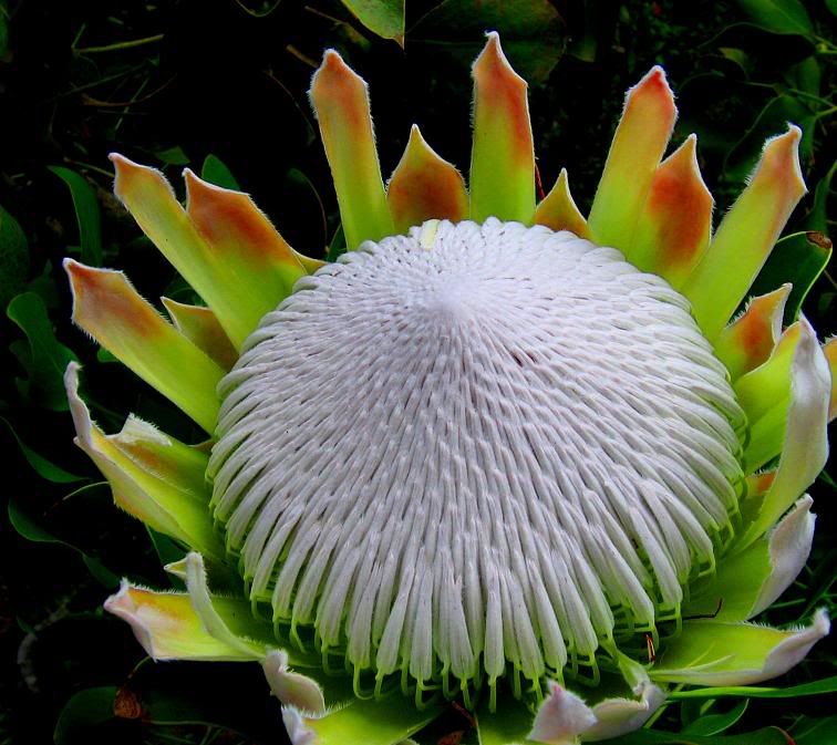 protea white