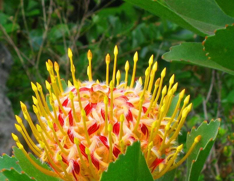 protea