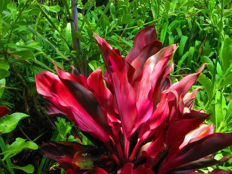 rain forest magenta