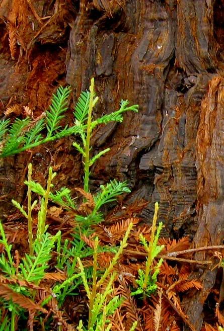redwood shoots