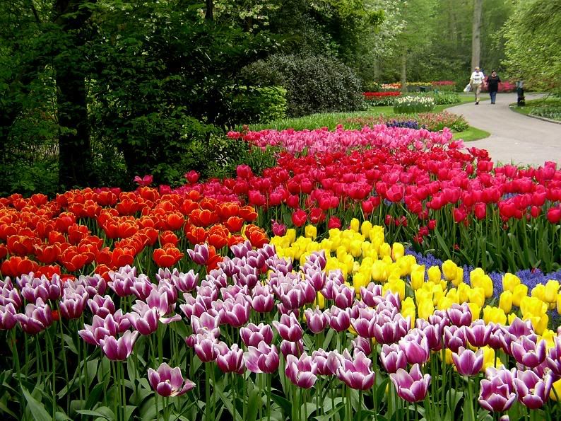 tulips