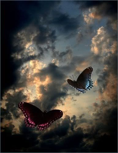 beautiful butterflies flying in the air sky photo: butterflies in the sky thm_phpbuoWRN.jpg