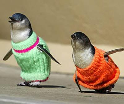[Image: penguins-sweaters.jpg]