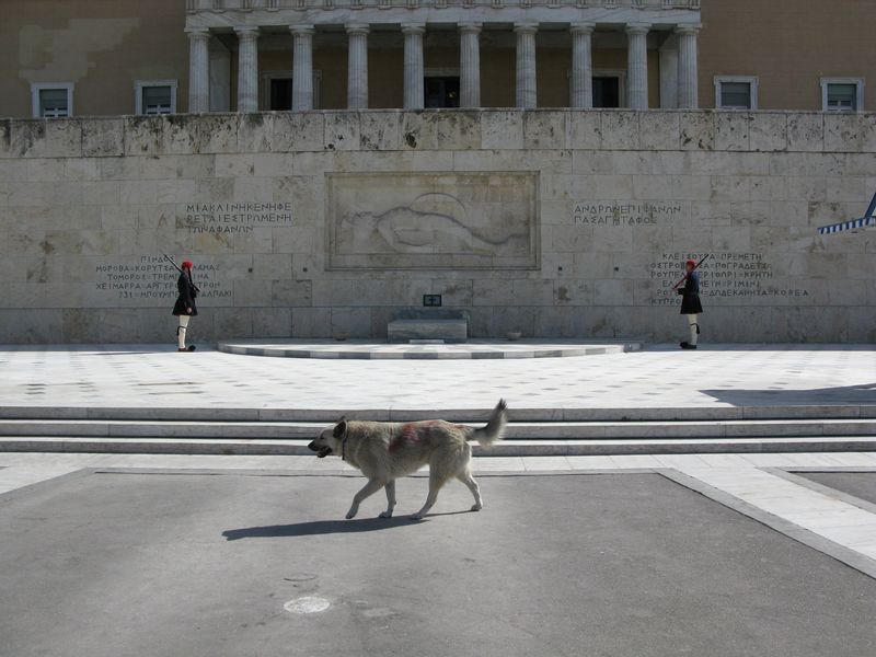 Афинские собаки и прочие радости жизни :) 