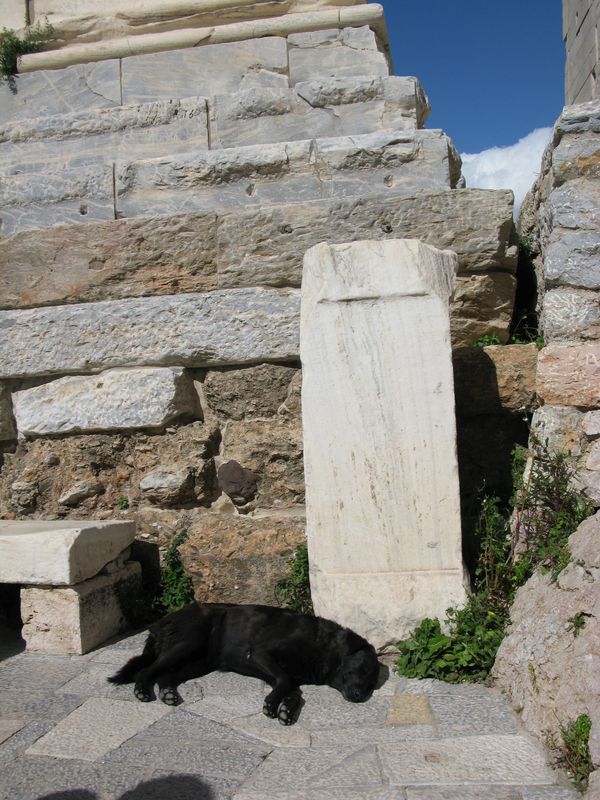 Афинские собаки и прочие радости жизни :) 