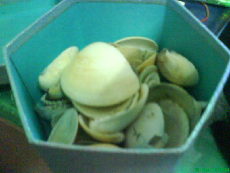 Seashells that he accompanied me to pick up~~~