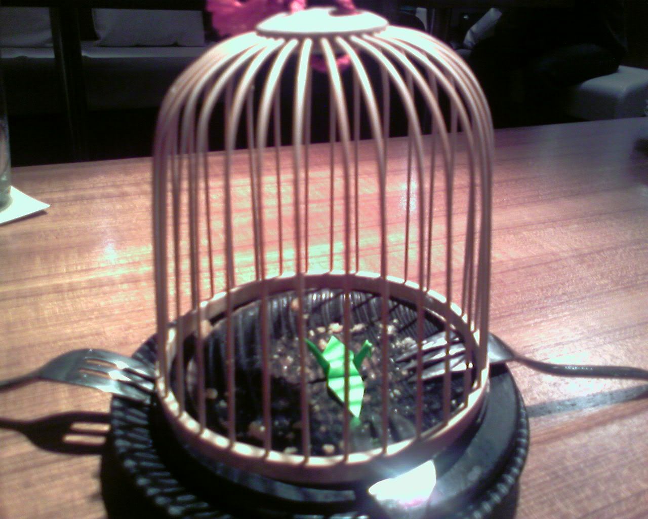 bird in a cage