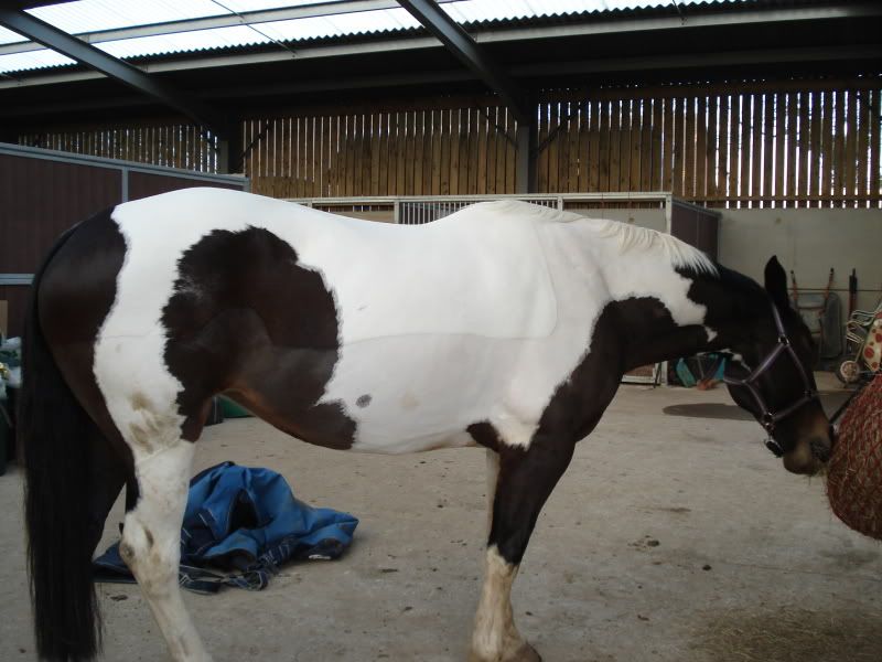 Pictures please of your clipped horses Page 2