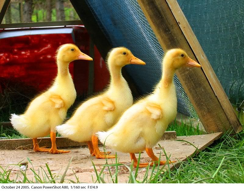 IMAGE: http://img.photobucket.com/albums/v31/Moppie/HueyDeweyandLouie.jpg