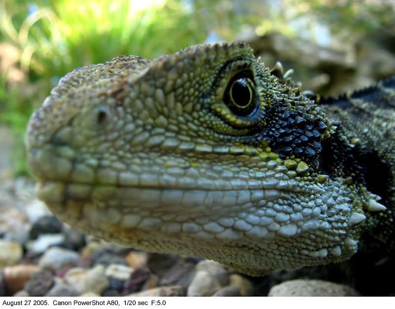 IMAGE: http://img.photobucket.com/albums/v31/Moppie/Lizard.jpg