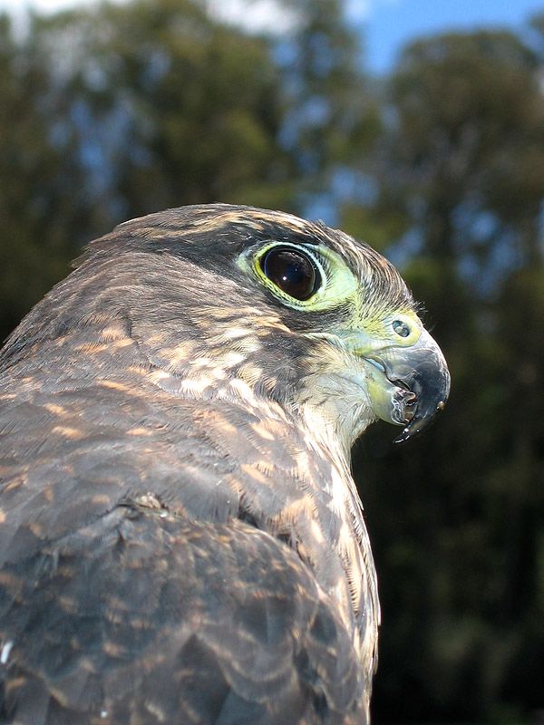 IMAGE: http://img.photobucket.com/albums/v31/Moppie/daimond.jpg