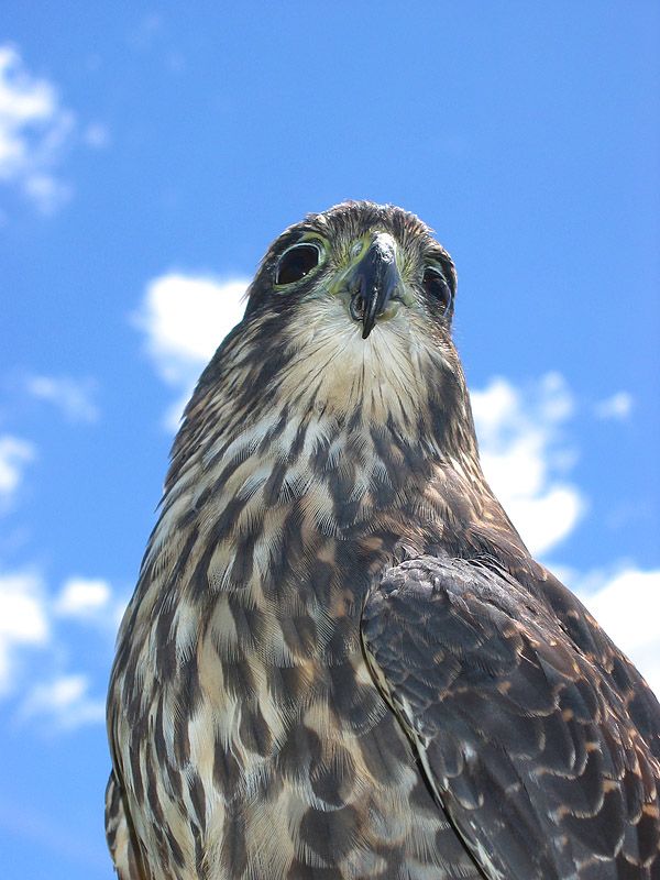 IMAGE: http://img.photobucket.com/albums/v31/Moppie/daimond3.jpg