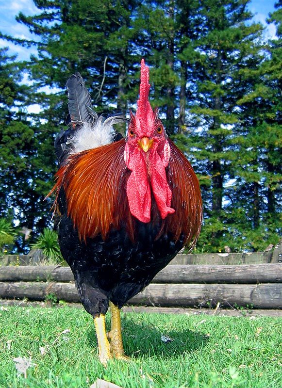 IMAGE: http://img.photobucket.com/albums/v31/Moppie/hamuranrooster.jpg