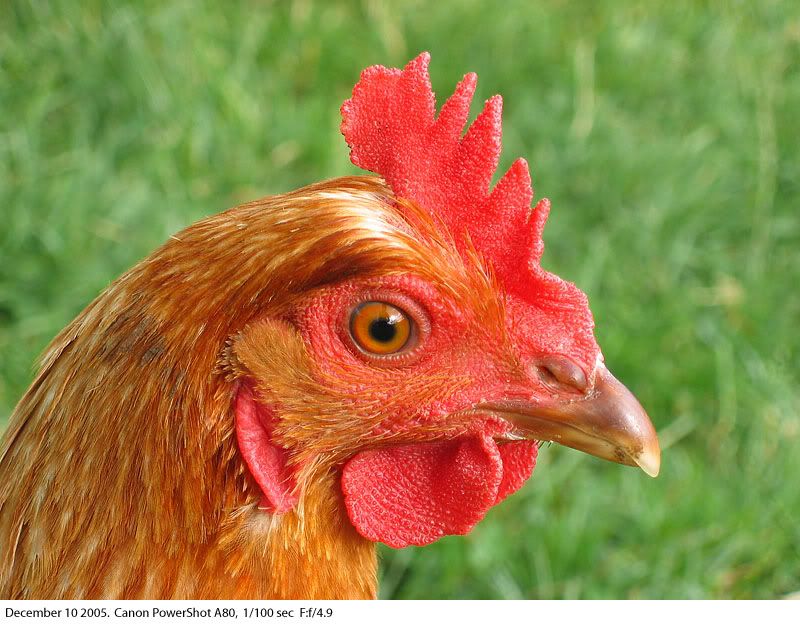 IMAGE: http://img.photobucket.com/albums/v31/Moppie/justachook.jpg