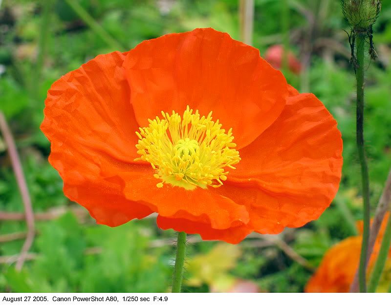 IMAGE: http://img.photobucket.com/albums/v31/Moppie/poppiesedit.jpg