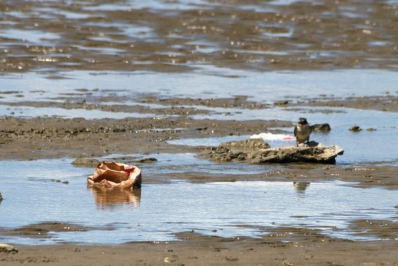 IMAGE: http://img.photobucket.com/albums/v31/Moppie/rubbishbird.jpg