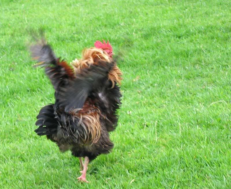 IMAGE: http://img.photobucket.com/albums/v31/Moppie/runaway.jpg