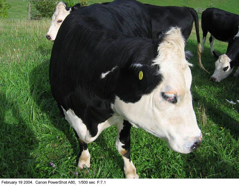 IMAGE: http://img.photobucket.com/albums/v31/Moppie/shycow.jpg