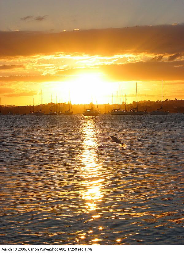 IMAGE: http://img.photobucket.com/albums/v31/Moppie/sunsetfish.jpg