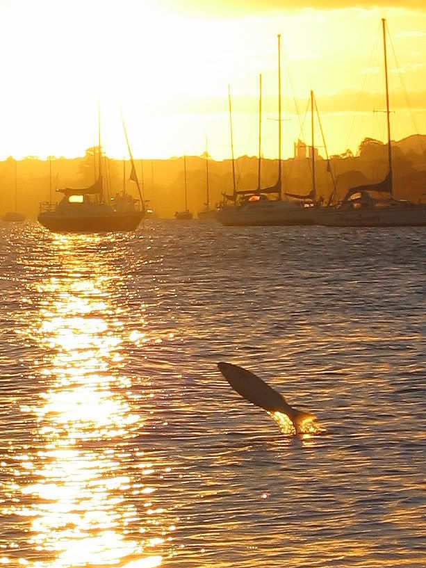 IMAGE: http://img.photobucket.com/albums/v31/Moppie/sunsetfish100percrop.jpg