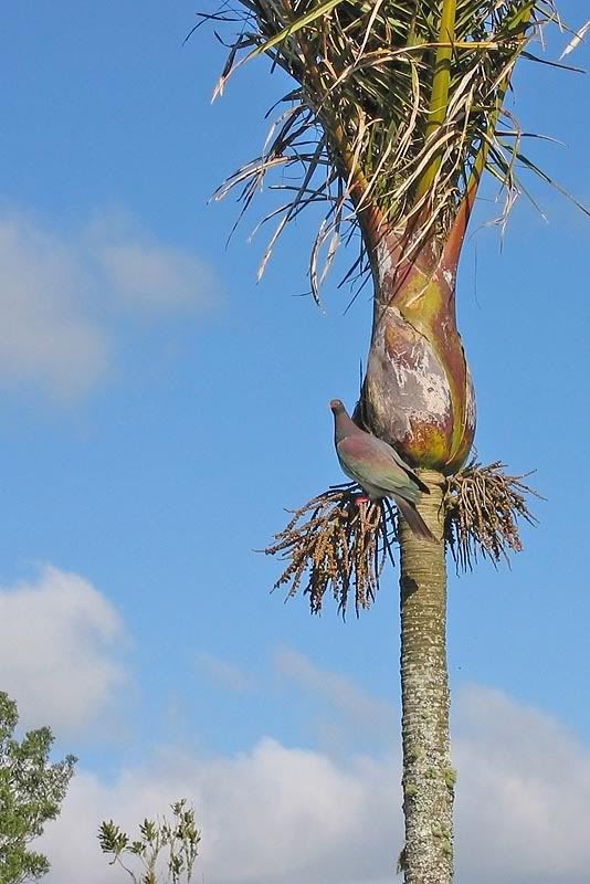 IMAGE: http://img.photobucket.com/albums/v31/Moppie/tofattofly.jpg