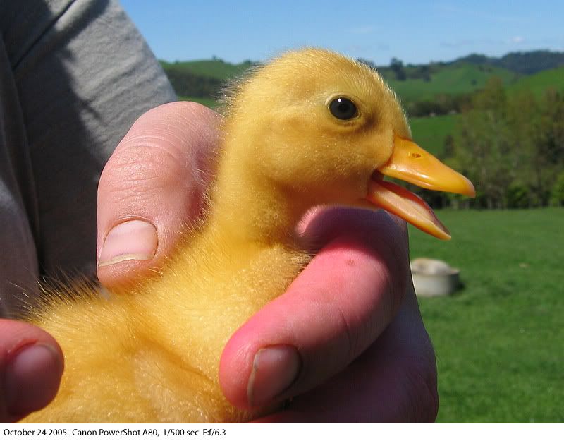 IMAGE: http://img.photobucket.com/albums/v31/Moppie/toocute.jpg