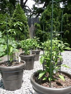 pepperplants.jpg