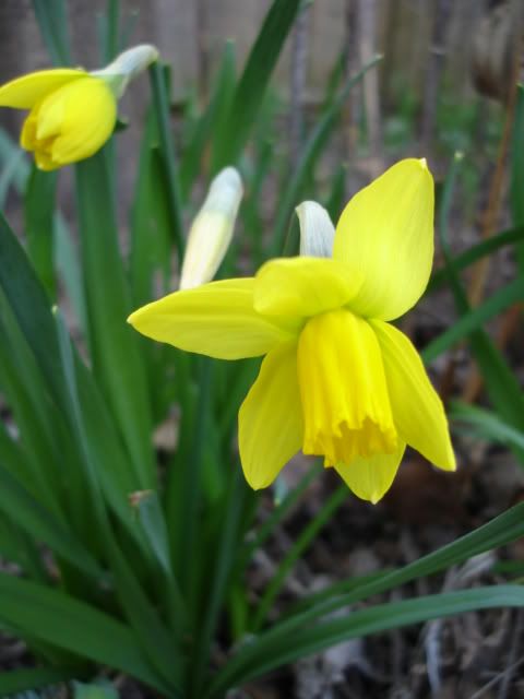 daffodils4.jpg