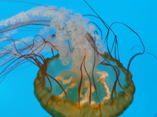 horizjellyfish.jpg