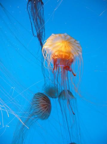 jellyfishcrowd.jpg
