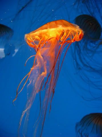 jellyfishorange.jpg