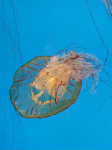 smooshjellyfish.jpg