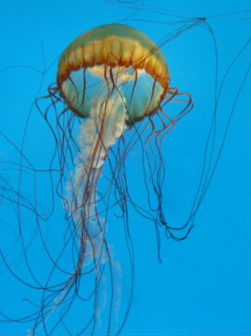swooshjellyfish.jpg