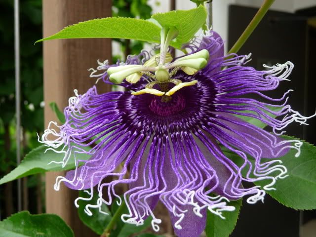 purplepassionflower.jpg