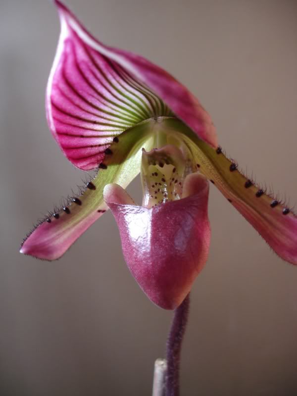 frontalladyslipper.jpg