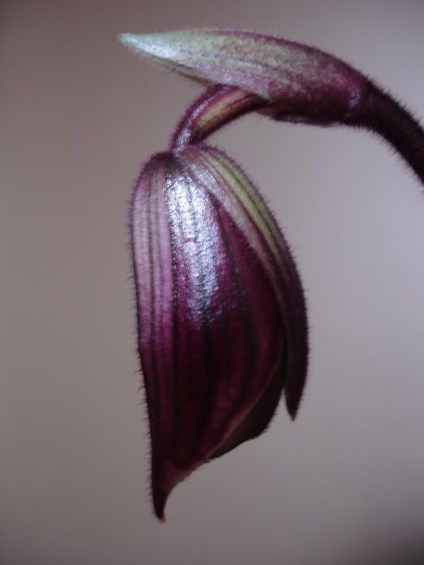 ladyslipper.jpg