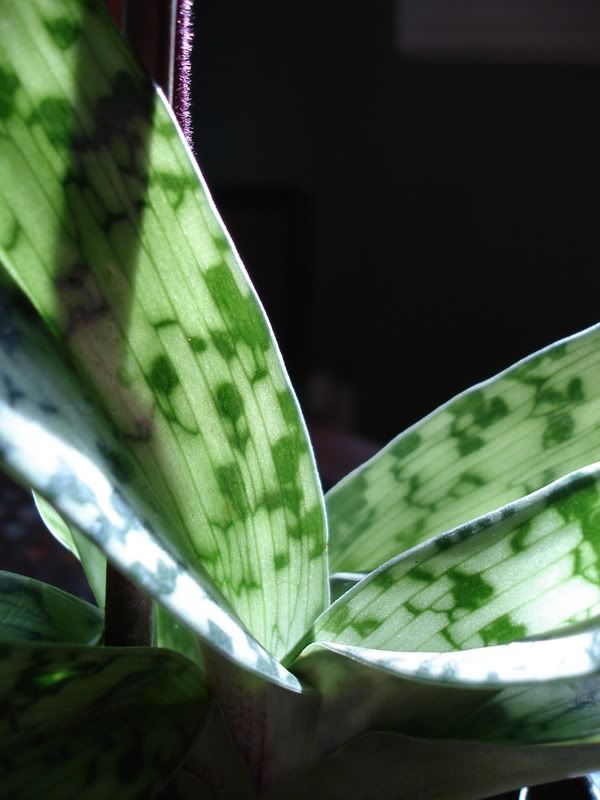 orchidleaves.jpg