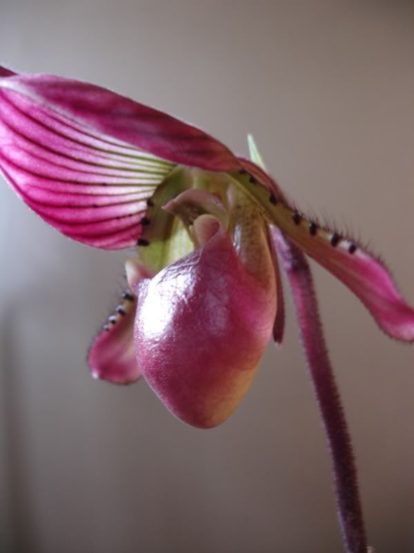 profileladyslipper.jpg