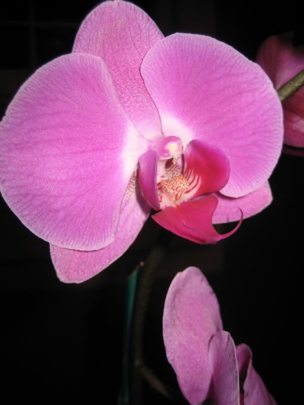 purpleorchid.jpg