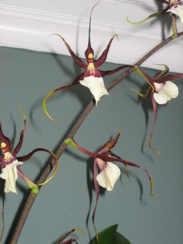 spiderorchid.jpg