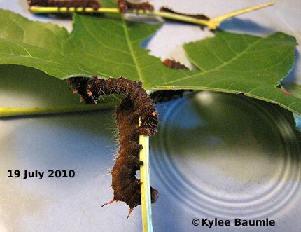 Our Little Acre: Update on the Imperial Moth Caterpilla