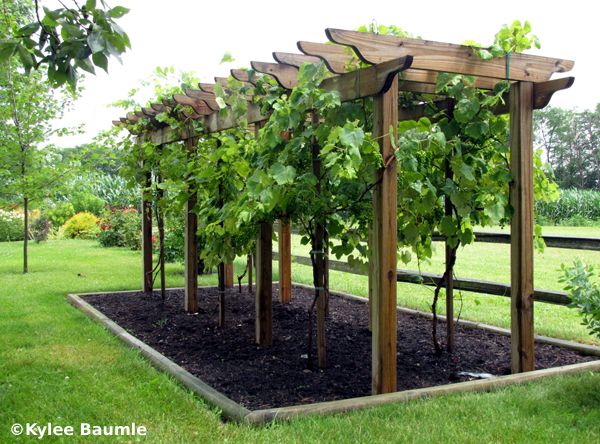 Grape Arbor Plans