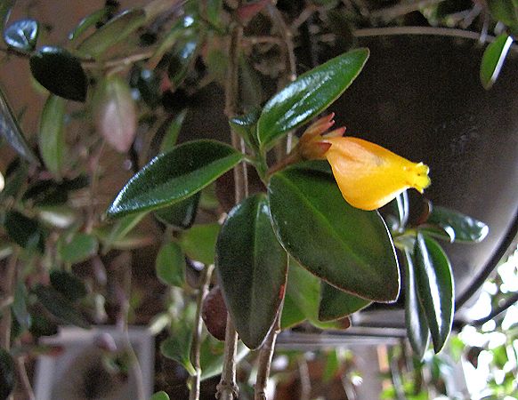 nematanthus gregarius goldfish plant. gregarius goldfish plant.