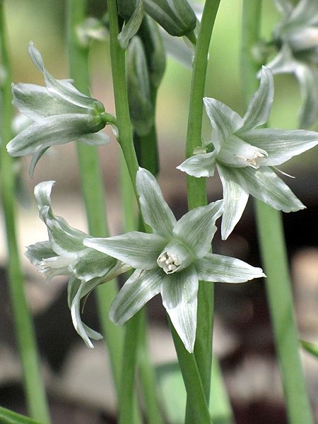 Flower Seeds